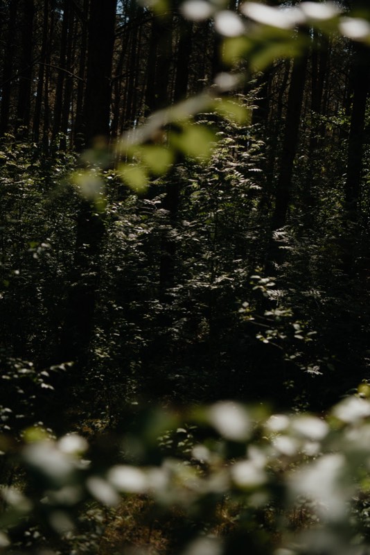 Sonnenlicht trifft einzelne Farnwedel und Blätter im sonst dunklen Kiefernwald